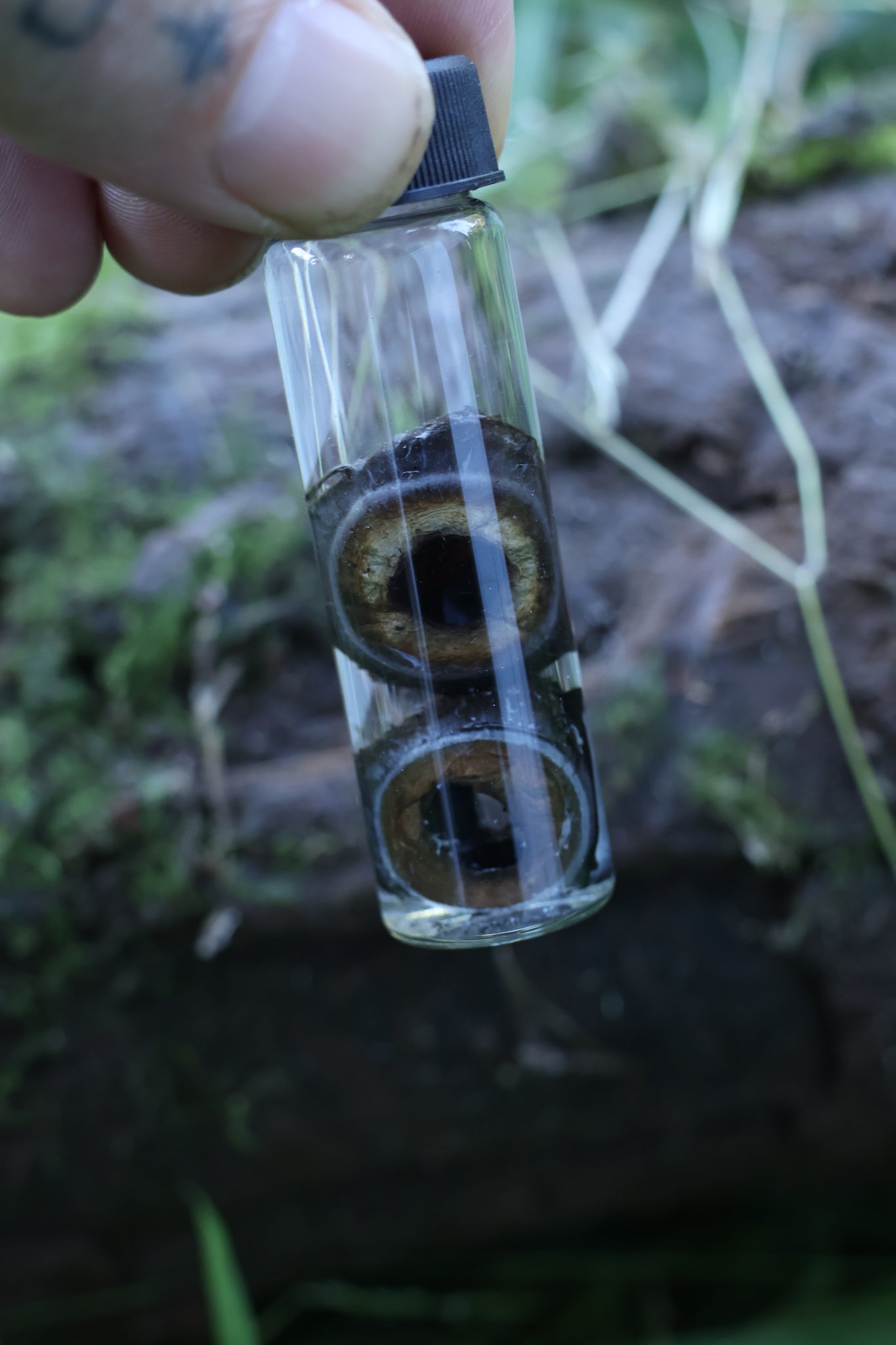 Wet Specimen Coyote Choroids