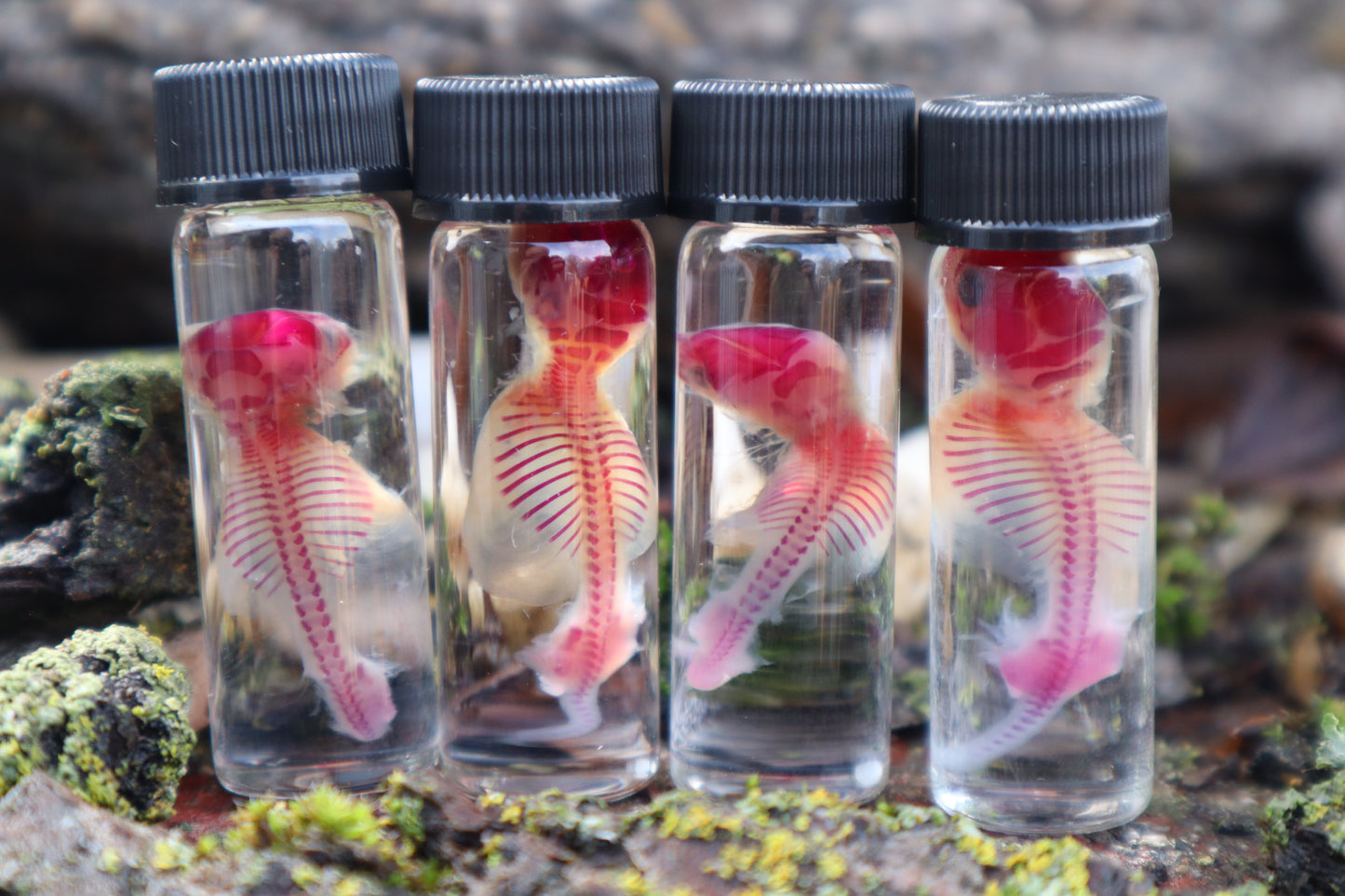 Diaphonized Baby Mouse Serpent