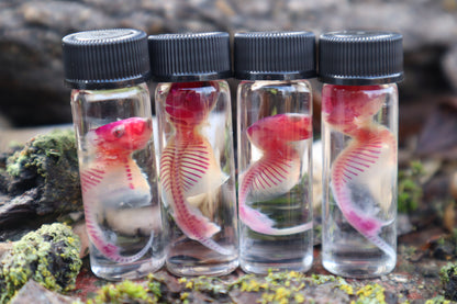 Diaphonized Baby Mouse Serpent