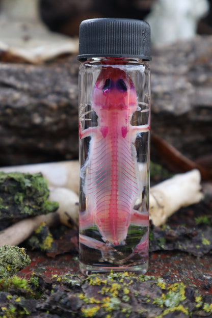 Diaphonized Gecko