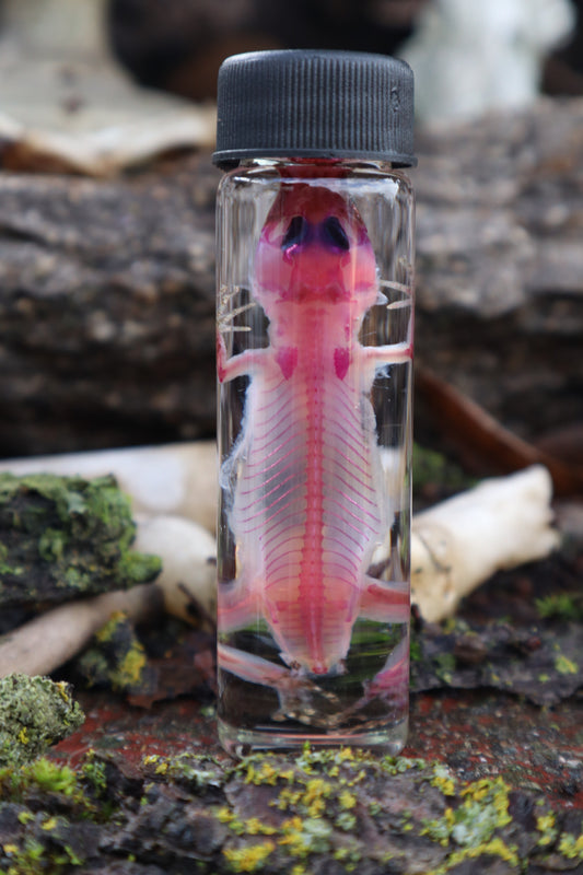 Diaphonized Gecko