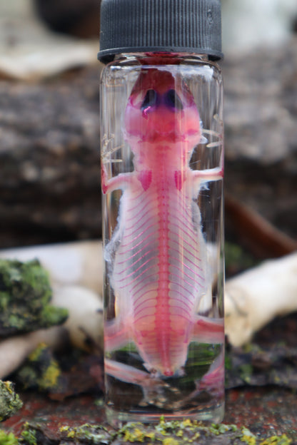 Diaphonized Gecko