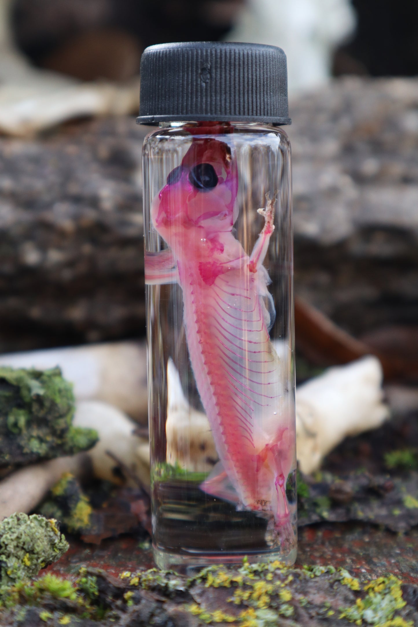 Diaphonized Gecko