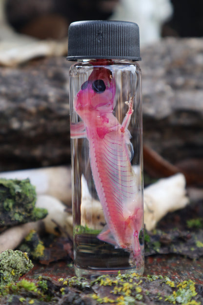 Diaphonized Gecko