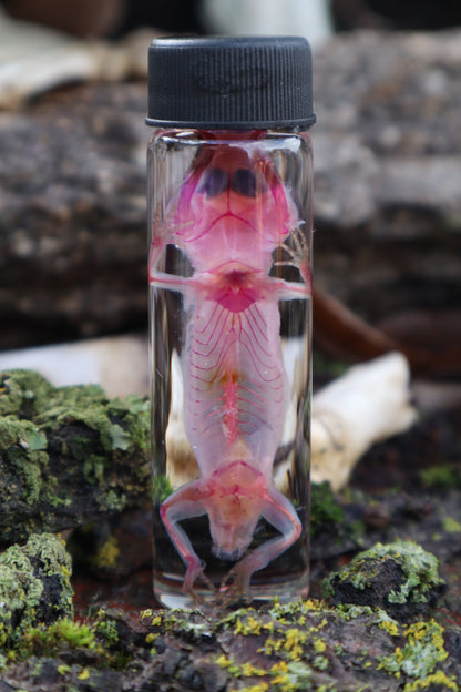 Diaphonized Gecko