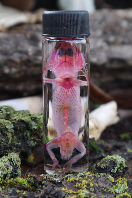 Diaphonized Gecko