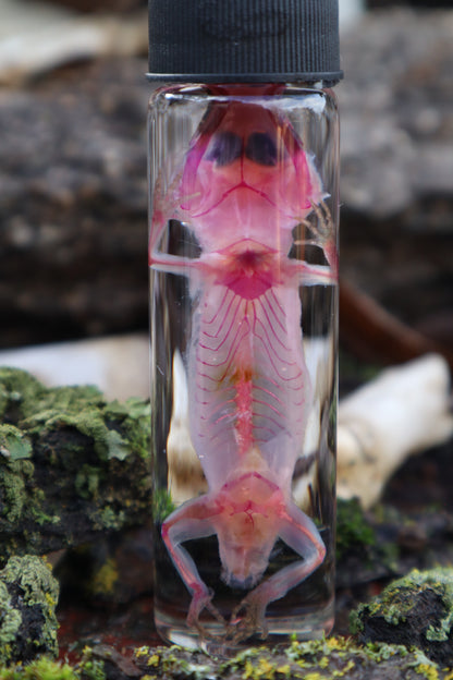 Diaphonized Gecko