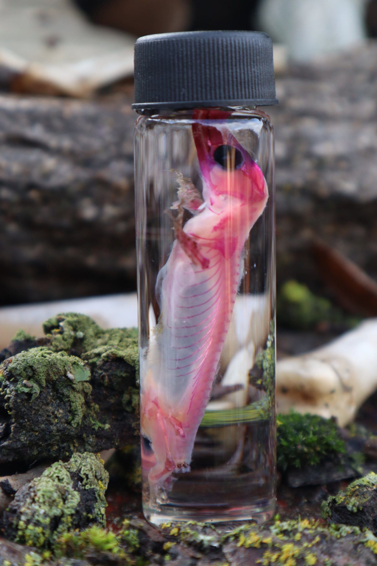 Diaphonized Gecko