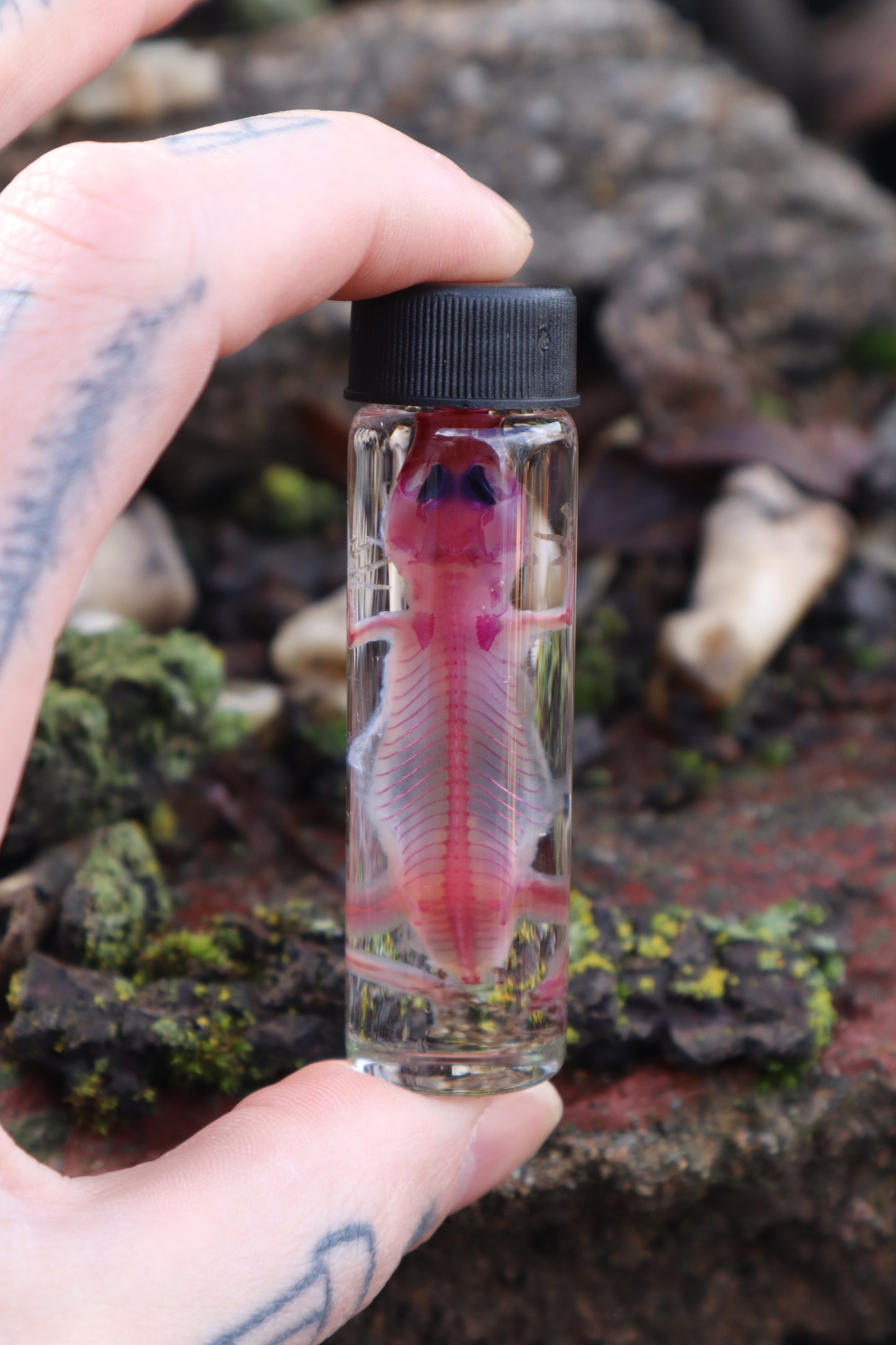 Diaphonized Gecko