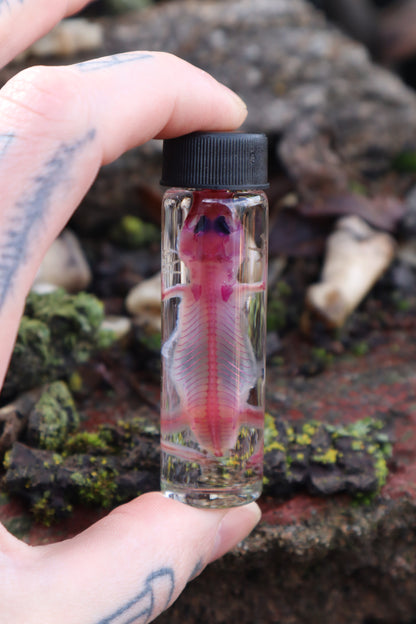 Diaphonized Gecko
