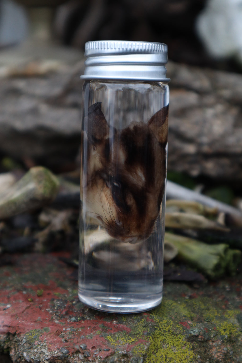 Wet Specimen Sugar Glider Face