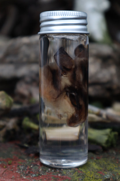 Wet Specimen Sugar Glider Face