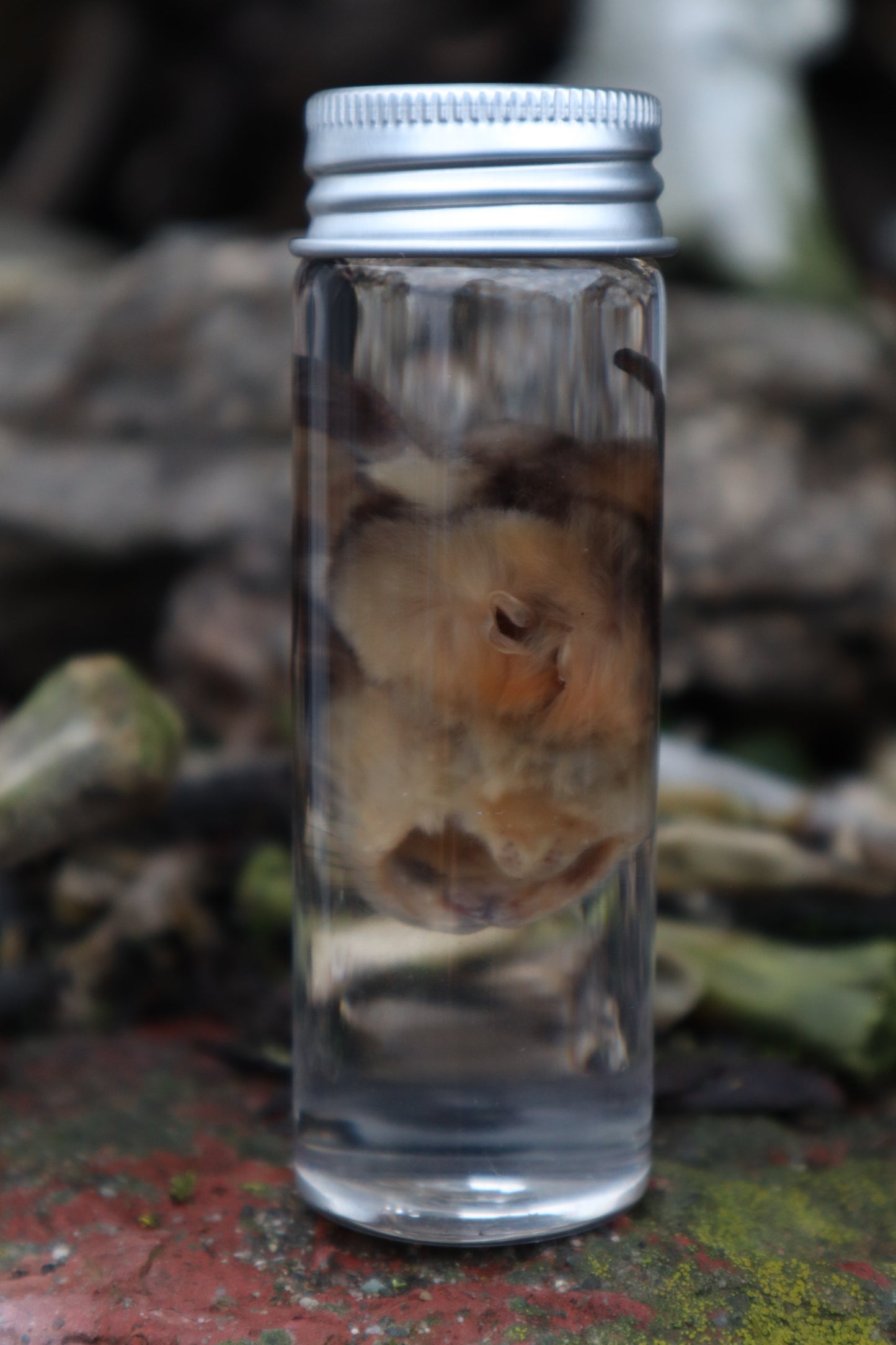 Wet Specimen Sugar Glider Face
