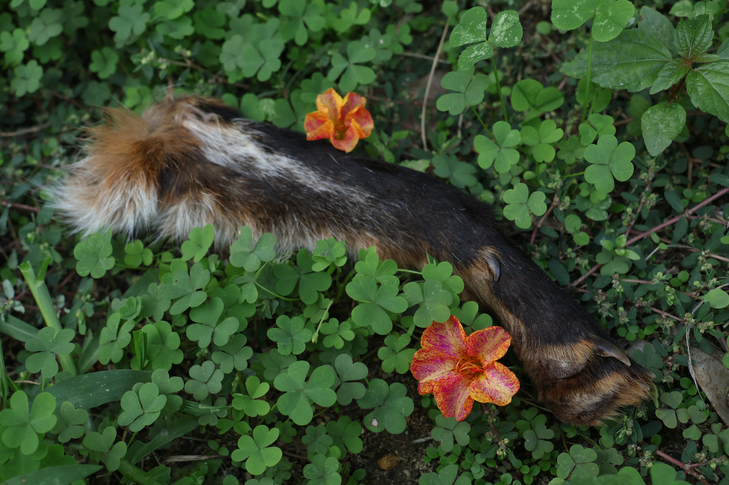 Dry Preserved Red Fox Arm