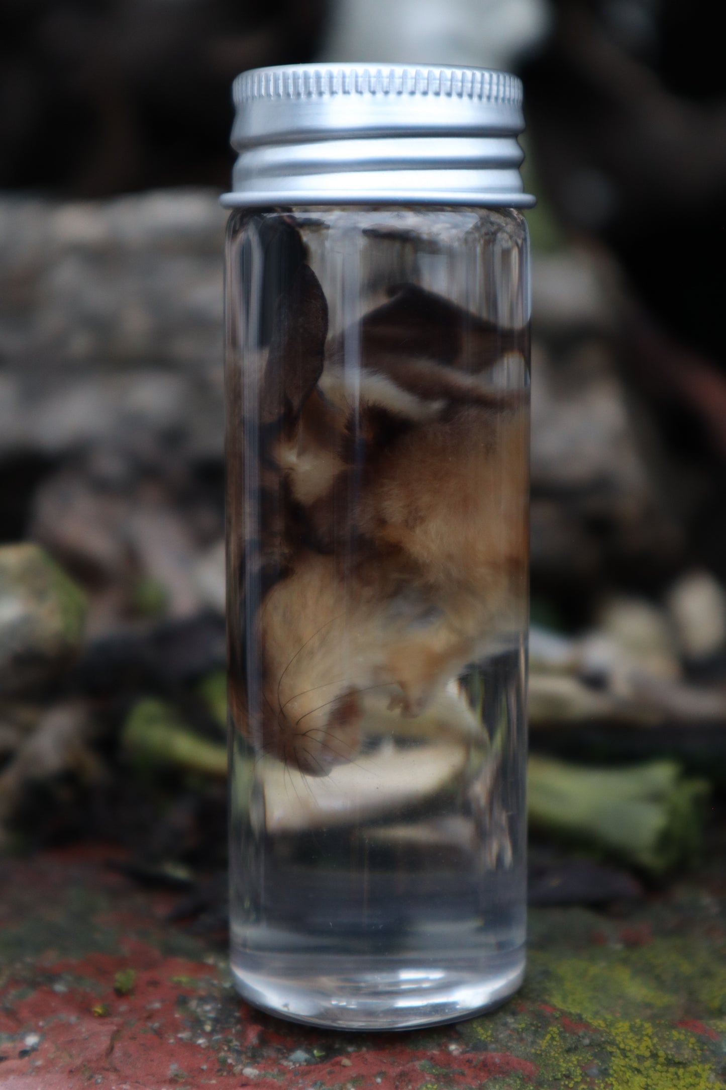 Wet Specimen Sugar Glider Face