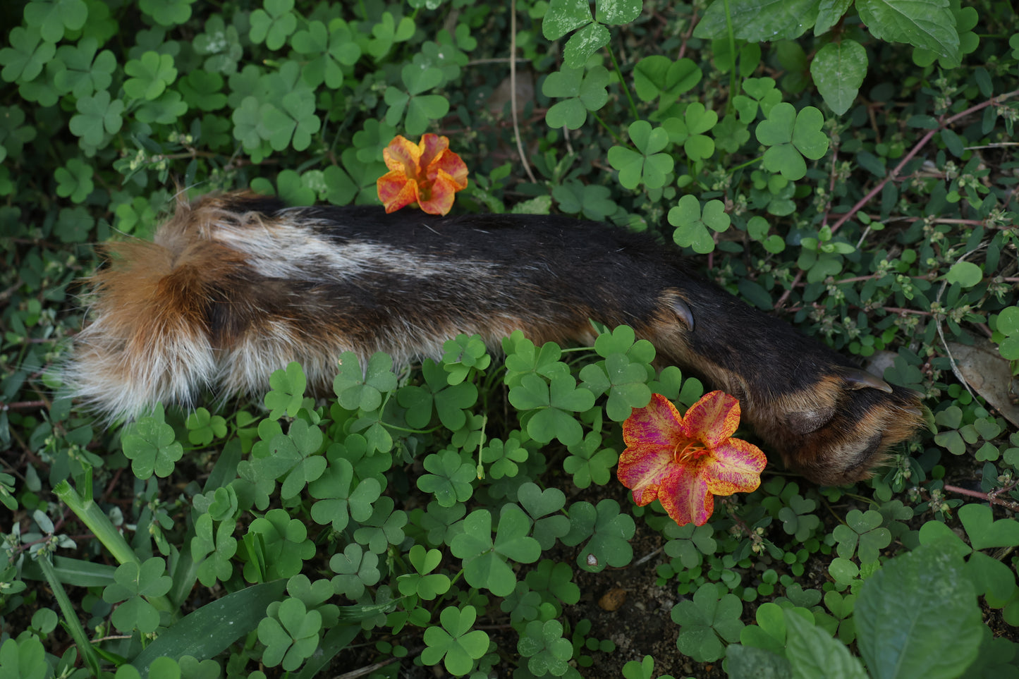 Dry Preserved Red Fox Arm