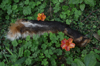 Dry Preserved Red Fox Arm
