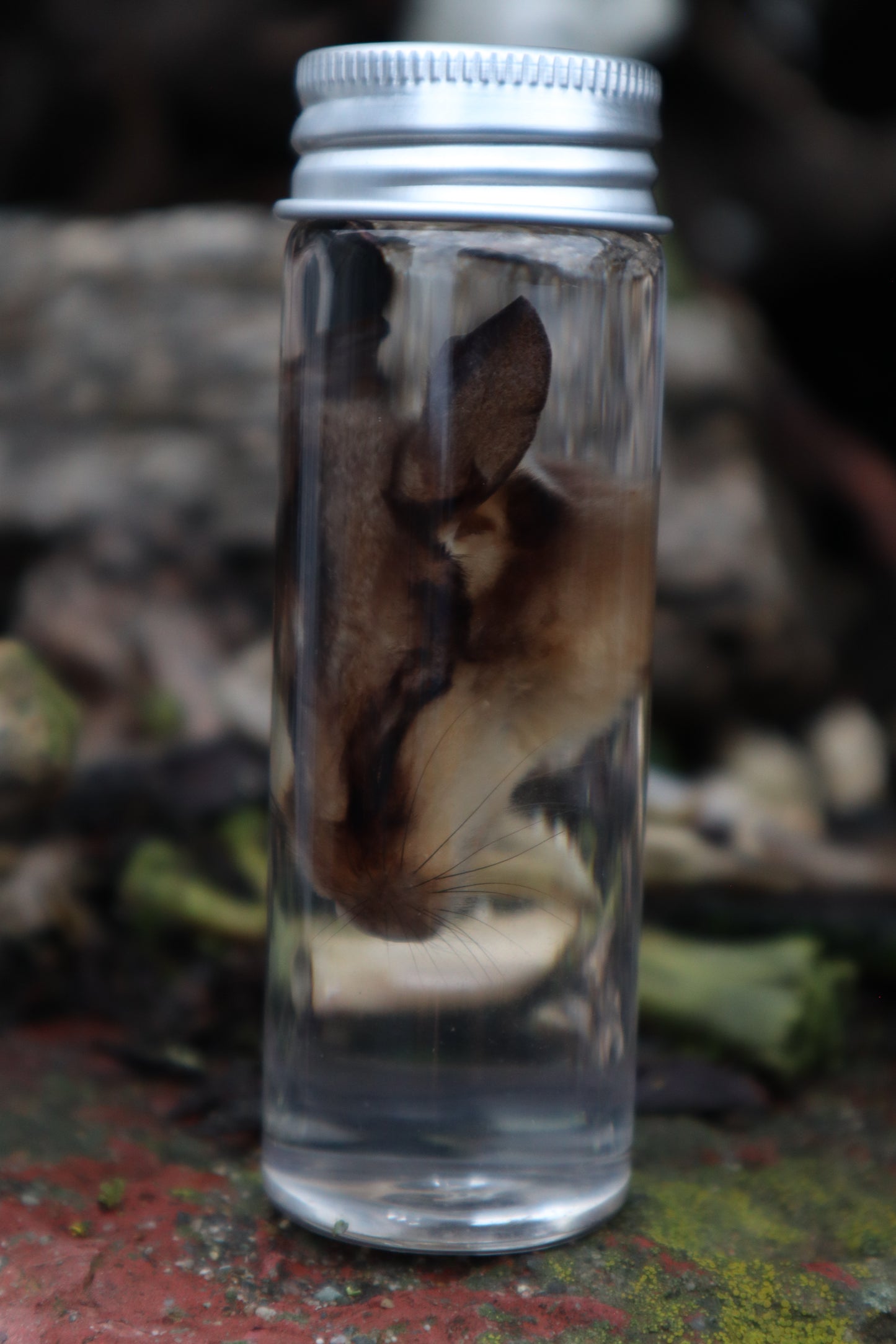 Wet Specimen Sugar Glider Face
