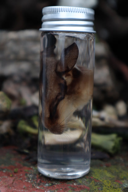 Wet Specimen Sugar Glider Face