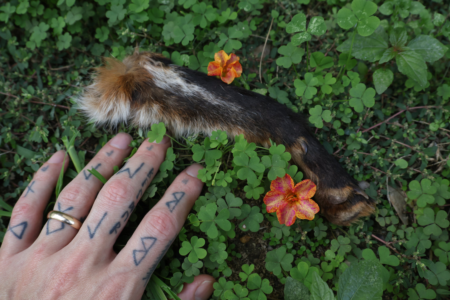 Dry Preserved Red Fox Arm