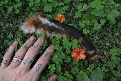 Dry Preserved Red Fox Arm