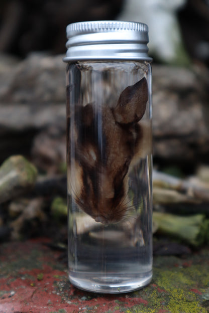 Wet Specimen Sugar Glider Face