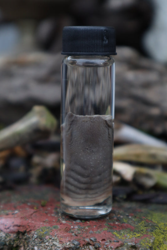 Wet Specimen Striped Skunk Tongue