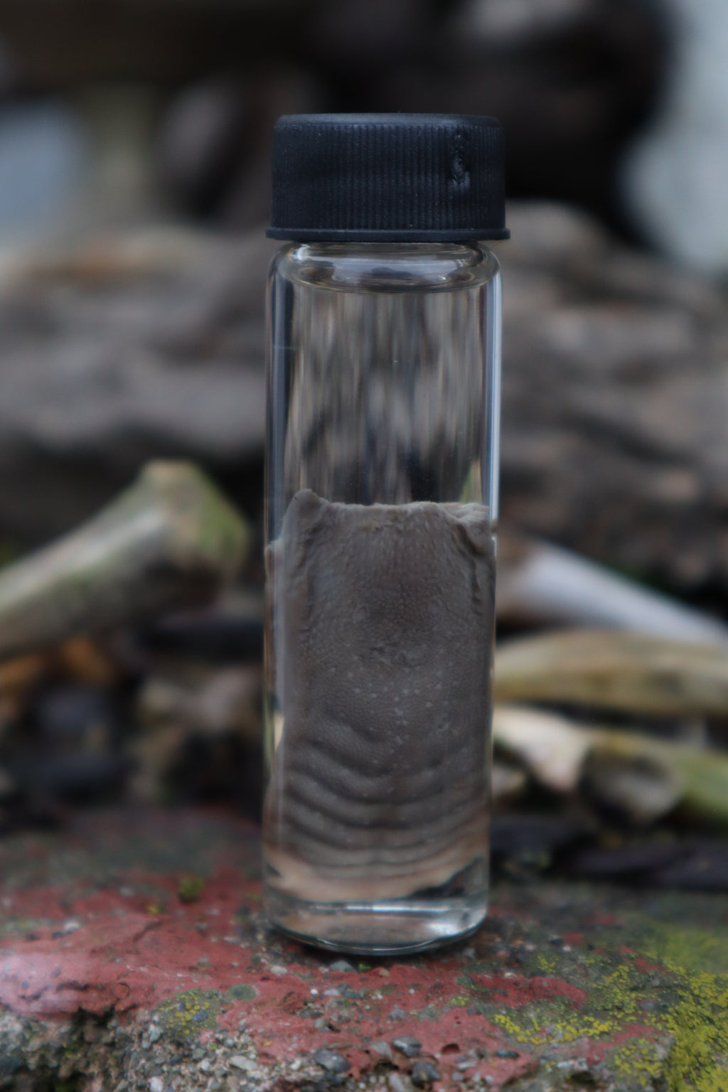 Wet Specimen Striped Skunk Tongue