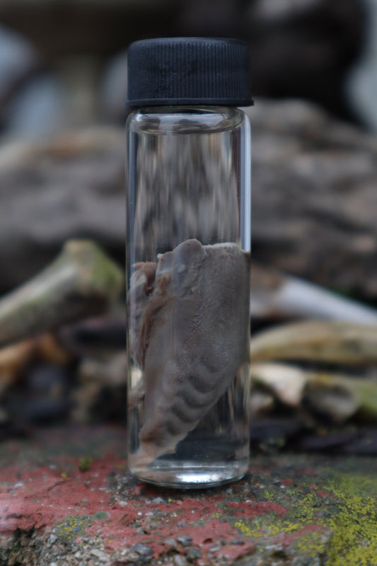 Wet Specimen Striped Skunk Tongue