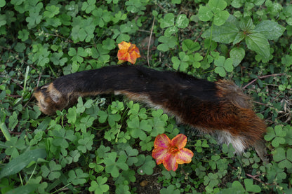 Dry Preserved Red Fox Arm
