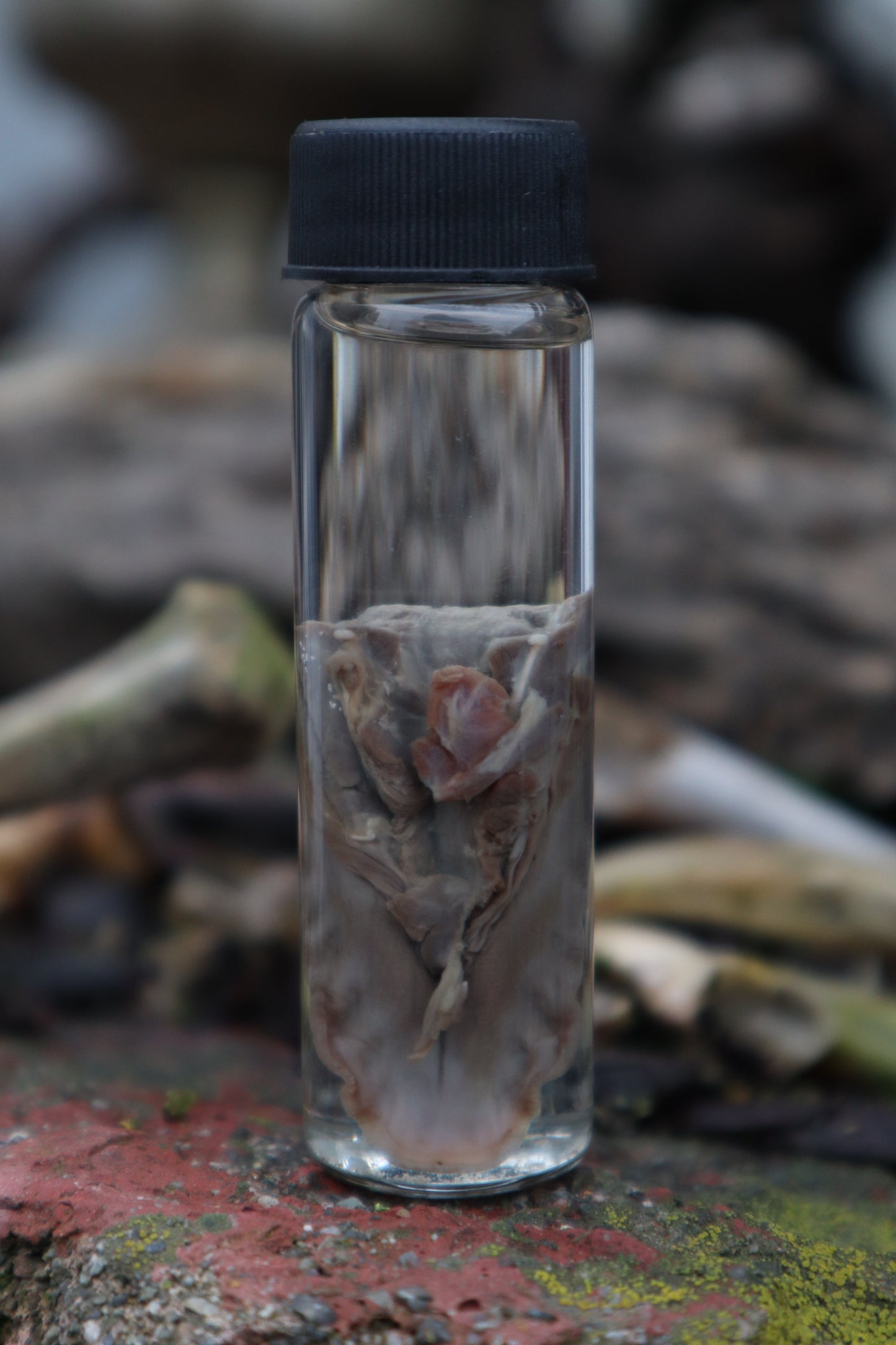Wet Specimen Striped Skunk Tongue