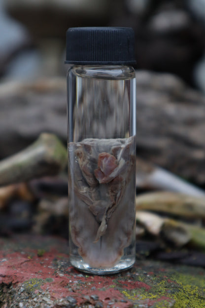 Wet Specimen Striped Skunk Tongue
