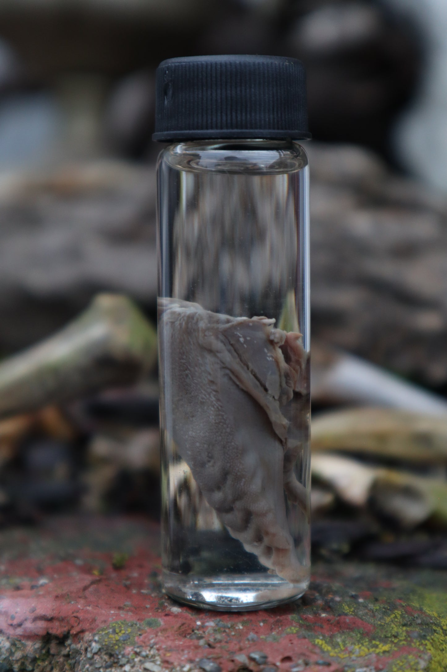 Wet Specimen Striped Skunk Tongue