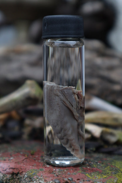 Wet Specimen Striped Skunk Tongue