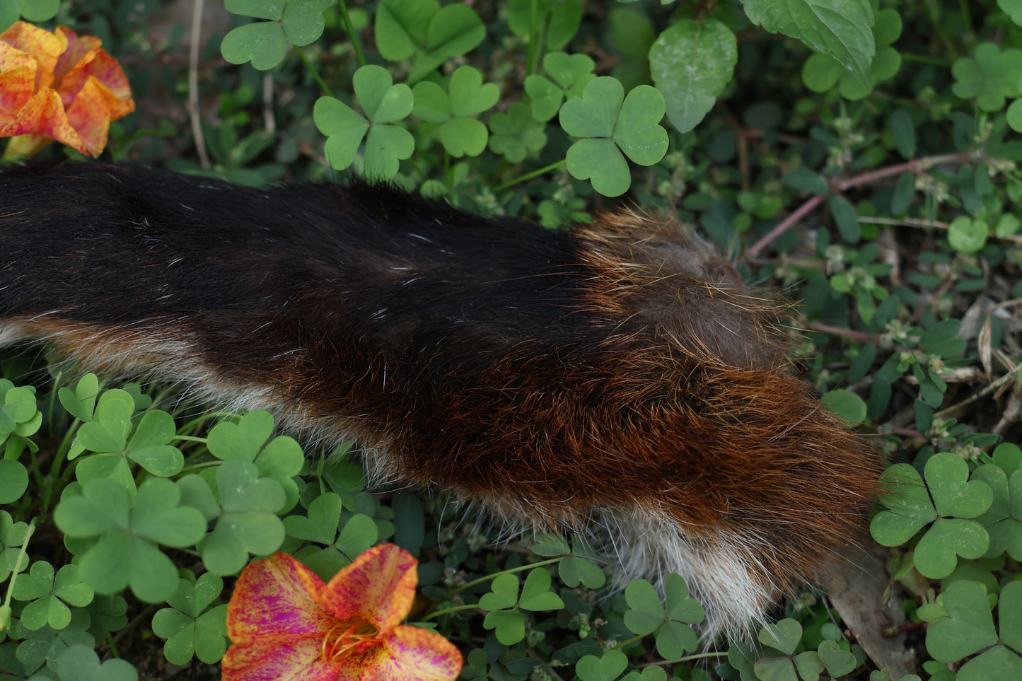 Dry Preserved Red Fox Arm