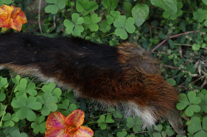 Dry Preserved Red Fox Arm