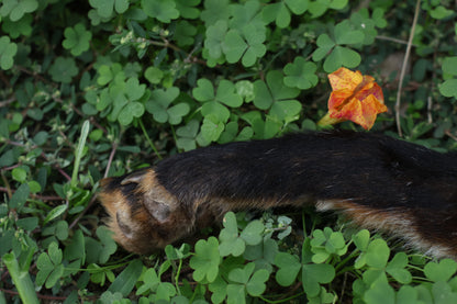 Dry Preserved Red Fox Arm