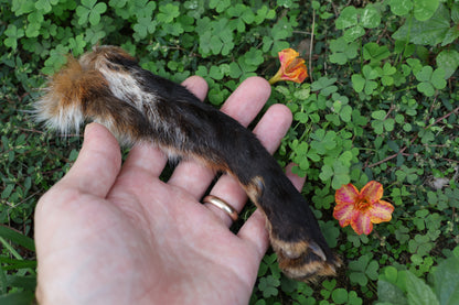 Dry Preserved Red Fox Arm