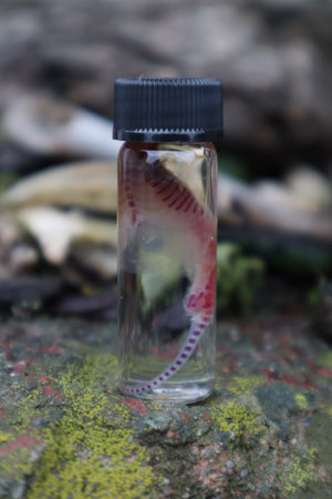 Diaphonized Baby Mouse Spinal Column