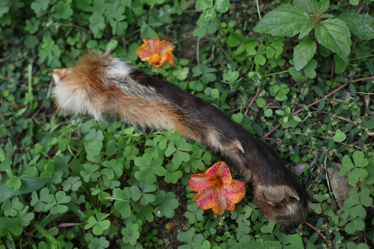 Dry Preserved Red Fox Arm