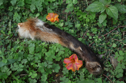 Dry Preserved Red Fox Arm