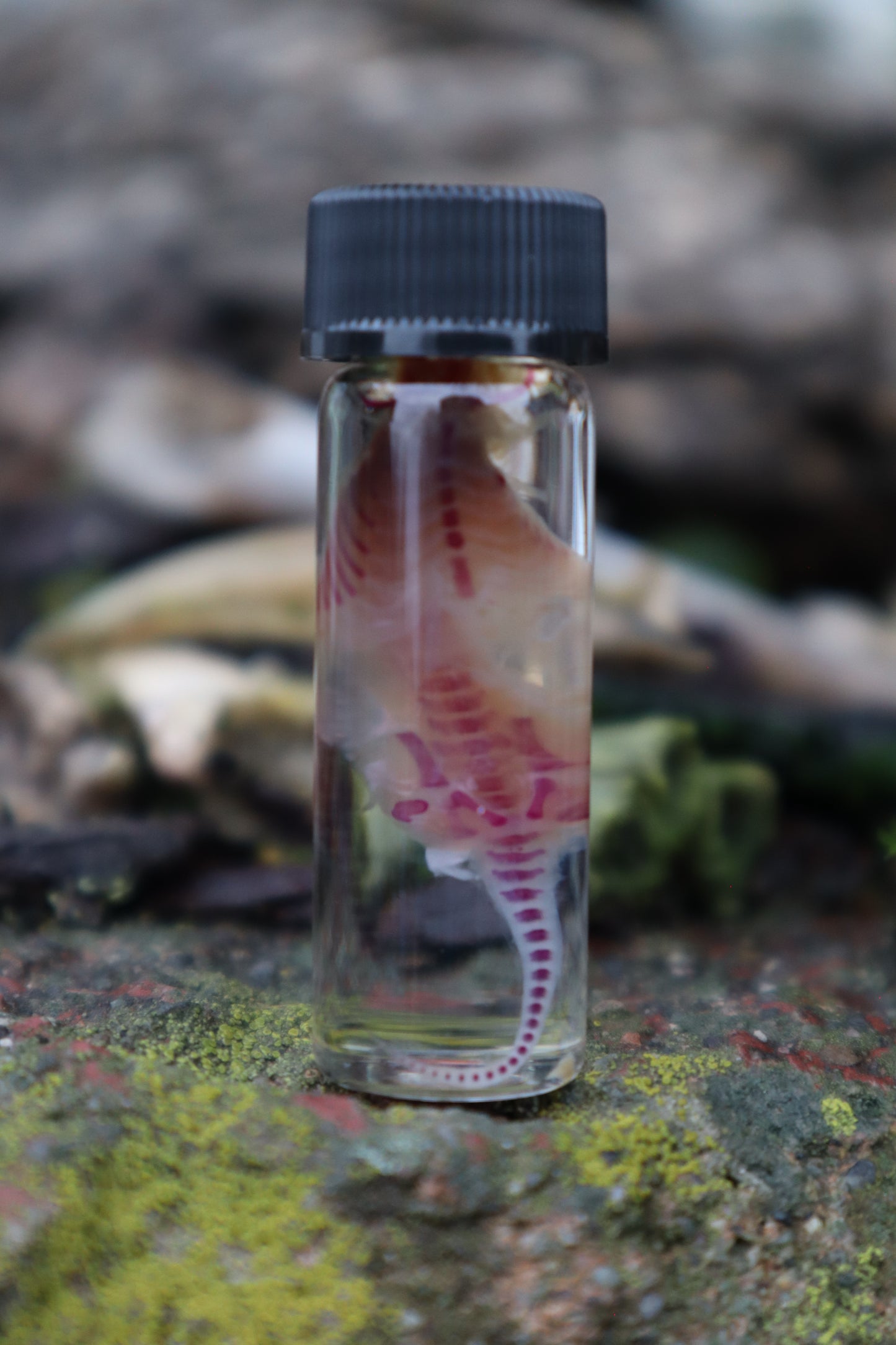 Diaphonized Baby Mouse Spinal Column