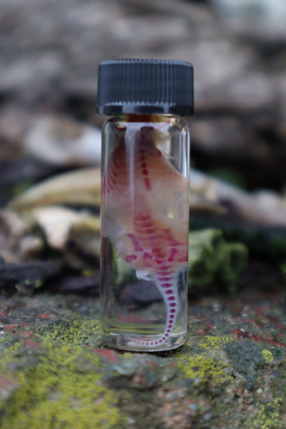 Diaphonized Baby Mouse Spinal Column
