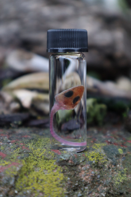 Diaphonized Partial Baby Gecko