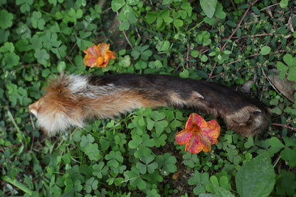 Dry Preserved Red Fox Arm