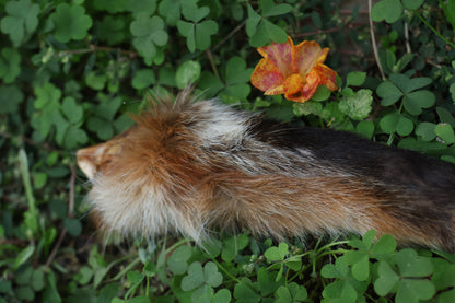Dry Preserved Red Fox Arm