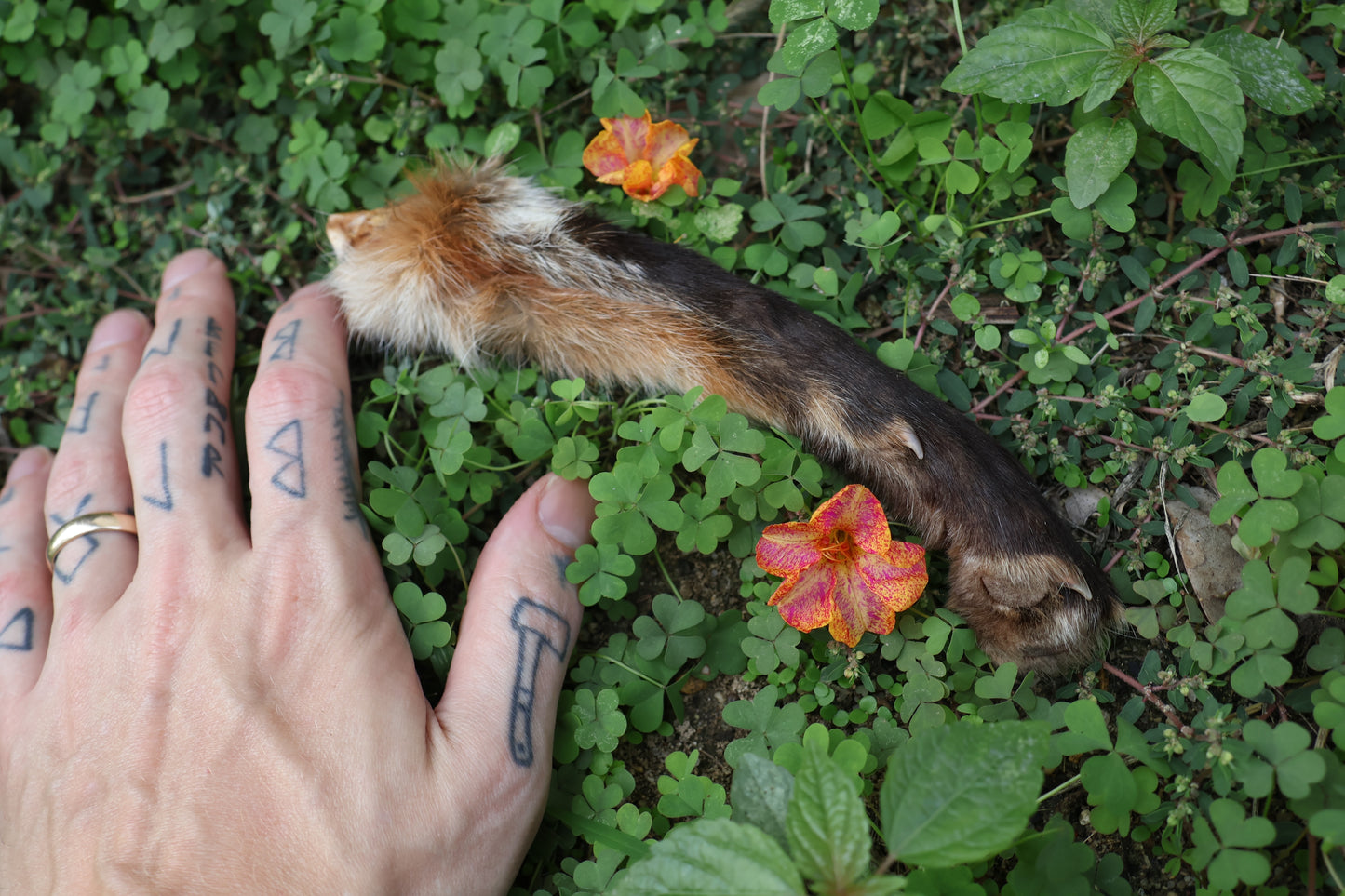 Dry Preserved Red Fox Arm
