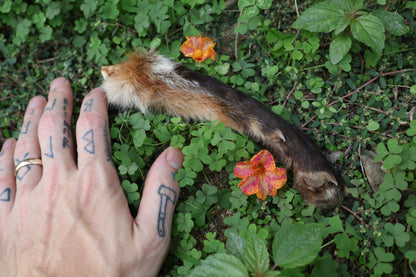 Dry Preserved Red Fox Arm