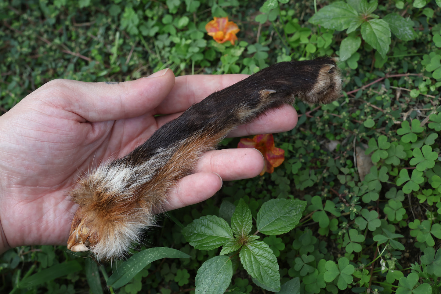 Dry Preserved Red Fox Arm