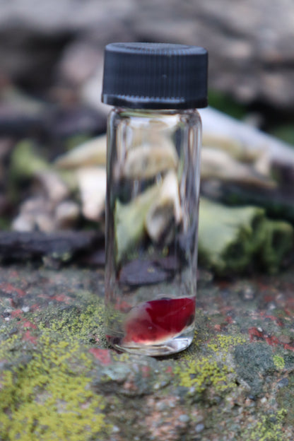 Diaphonized Baby Mouse Skull